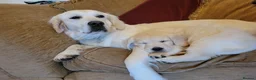 Golden Retriever dogs for sale: Wiating list for Therapy line Golden Retrievers - Advert 1