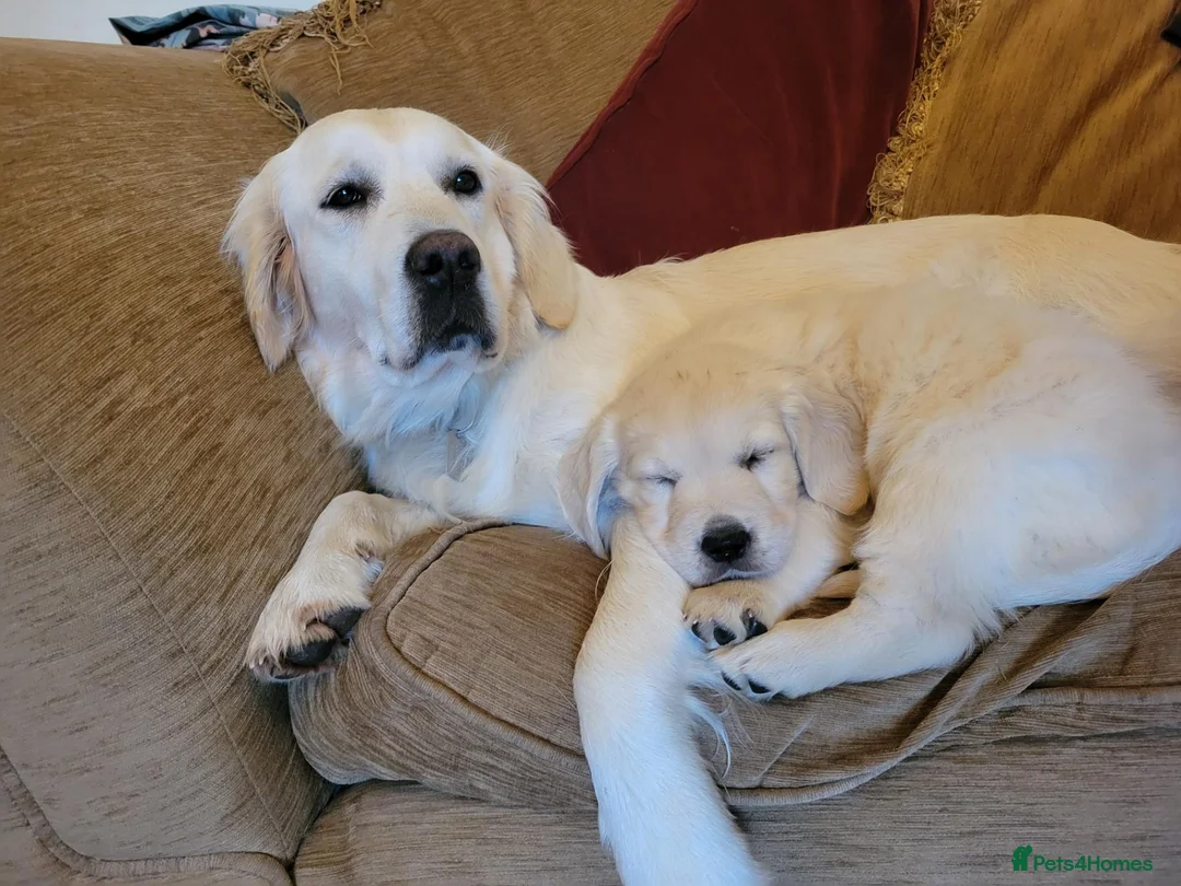 Golden Retriever dogs for sale: Wiating list for Therapy line Golden Retrievers - Advert 1