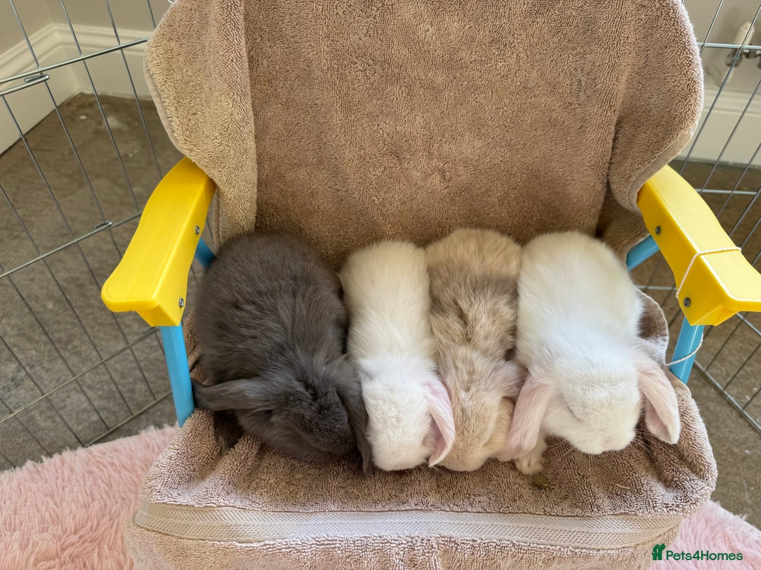 Mini Lop rabbits for sale: Friendly mini lop babies ready 14 August - Image 19
