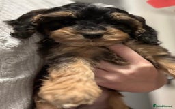Cockapoo dogs for sale: Cuddly, cute, calm, sable Cockapoo puppies  - Image 10