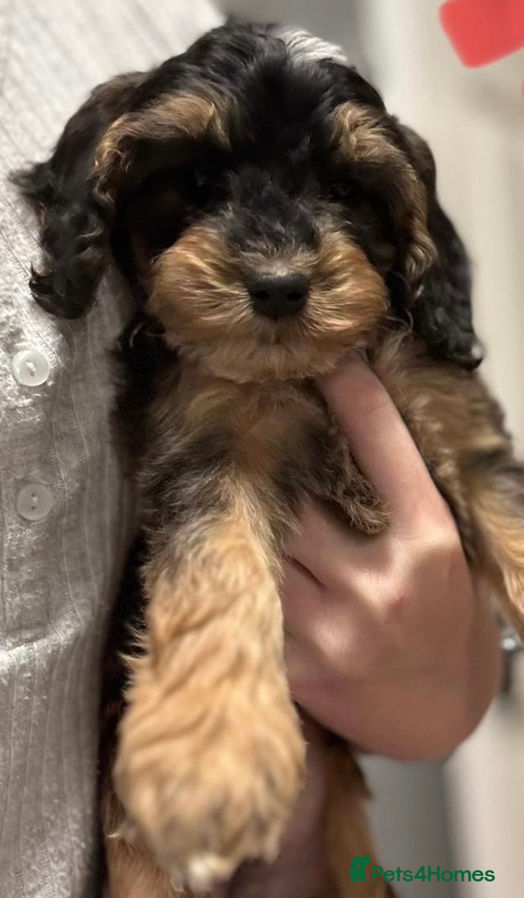 Cockapoo dogs for sale: Cuddly, cute, calm, sable Cockapoo puppies  - Image 10