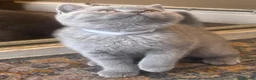 British Shorthair cats for sale: Stunning Teddy Bear British Short Hair Kittens - Advert 3