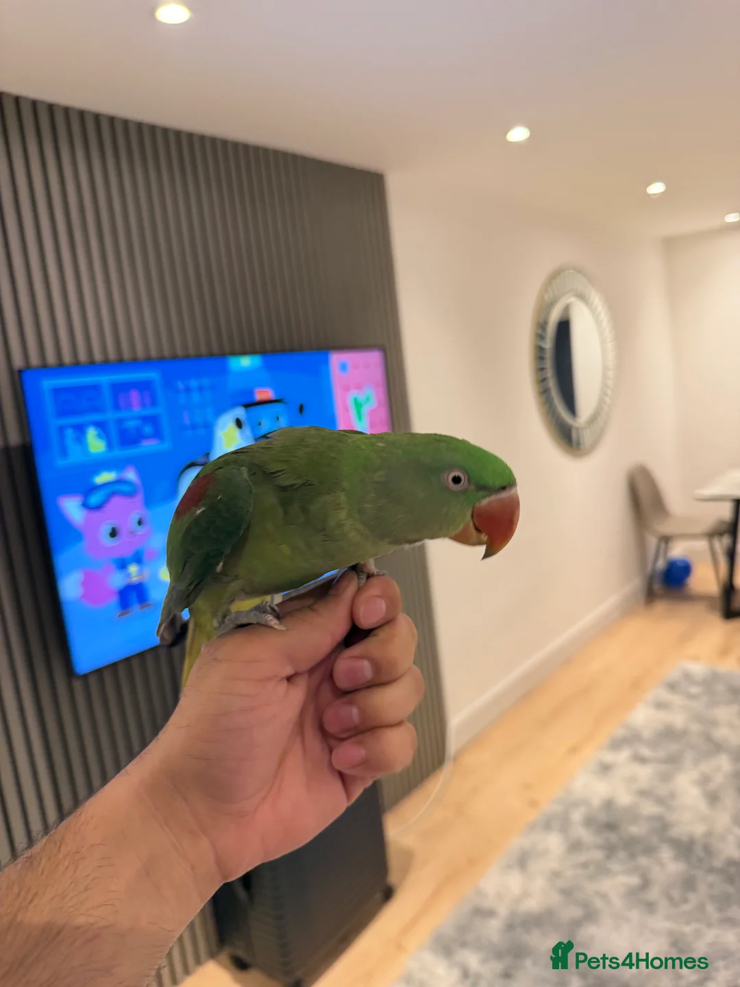Parrots birds for sale: 6 month Baby Alexandrine  in Newport - Advert 2