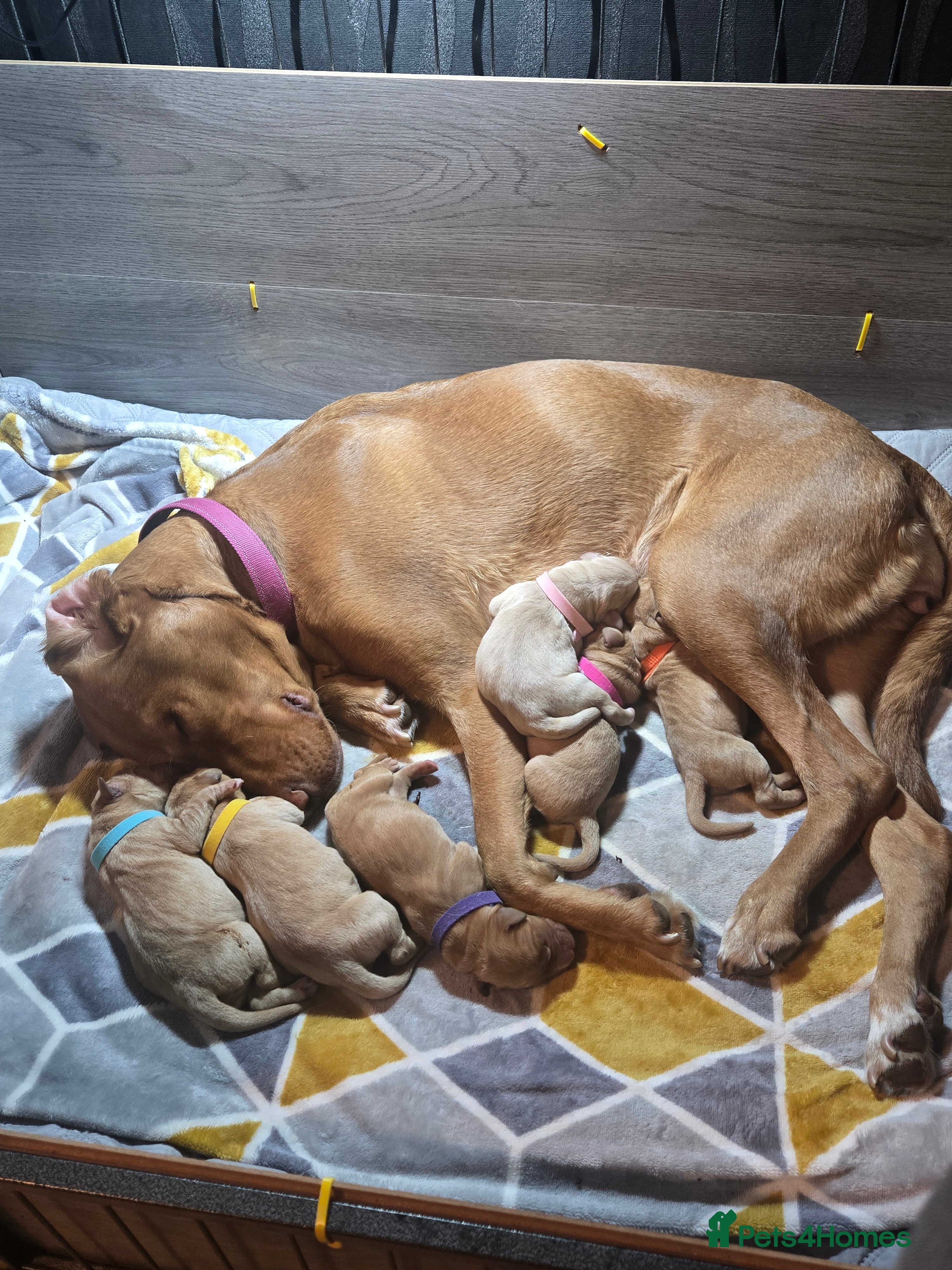 Labrador Retriever dogs Stunning labrador puppies for sale - Advert 2