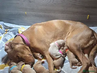 Labrador Retriever dogs Stunning labrador puppies for sale - Advert 2