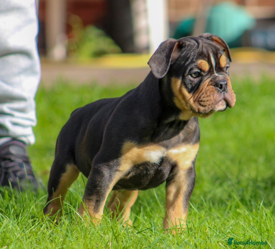 Olde English Bulldogge dogs for sale: Olde English Bulldog puppies (Reduced) - Image 14