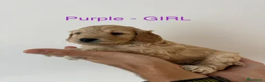Cockapoo 5