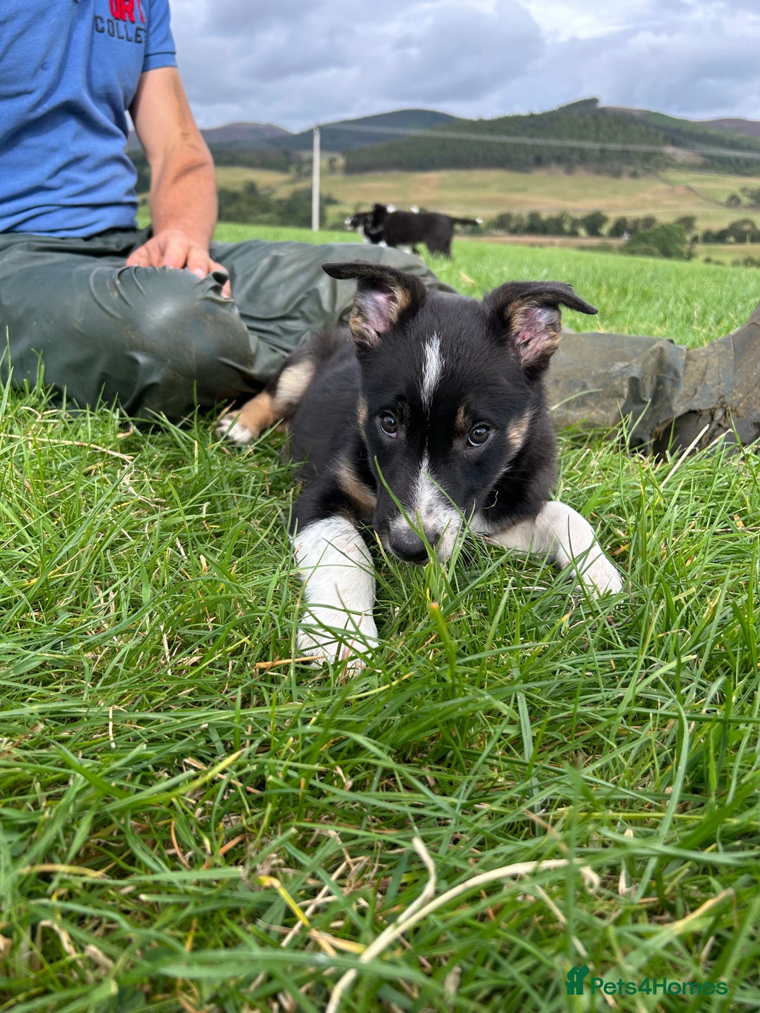 Border Collie dogs for sale: ⭐️ Border Collie Puppies ⭐️ - Image 11