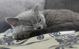 British Shorthair cats for sale: Both parents pedigreesTICA pedigree-dad5xchampion  - Image 24