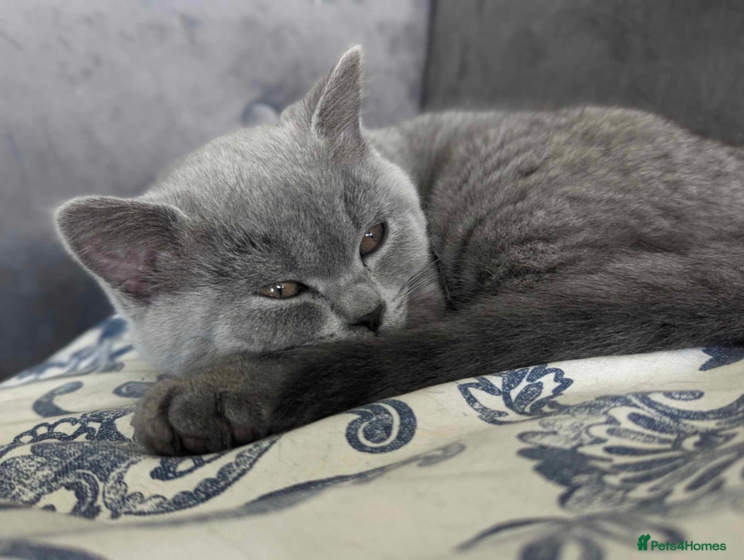 British Shorthair cats for sale: Both parents pedigreesTICA pedigree-dad5xchampion  - Image 24