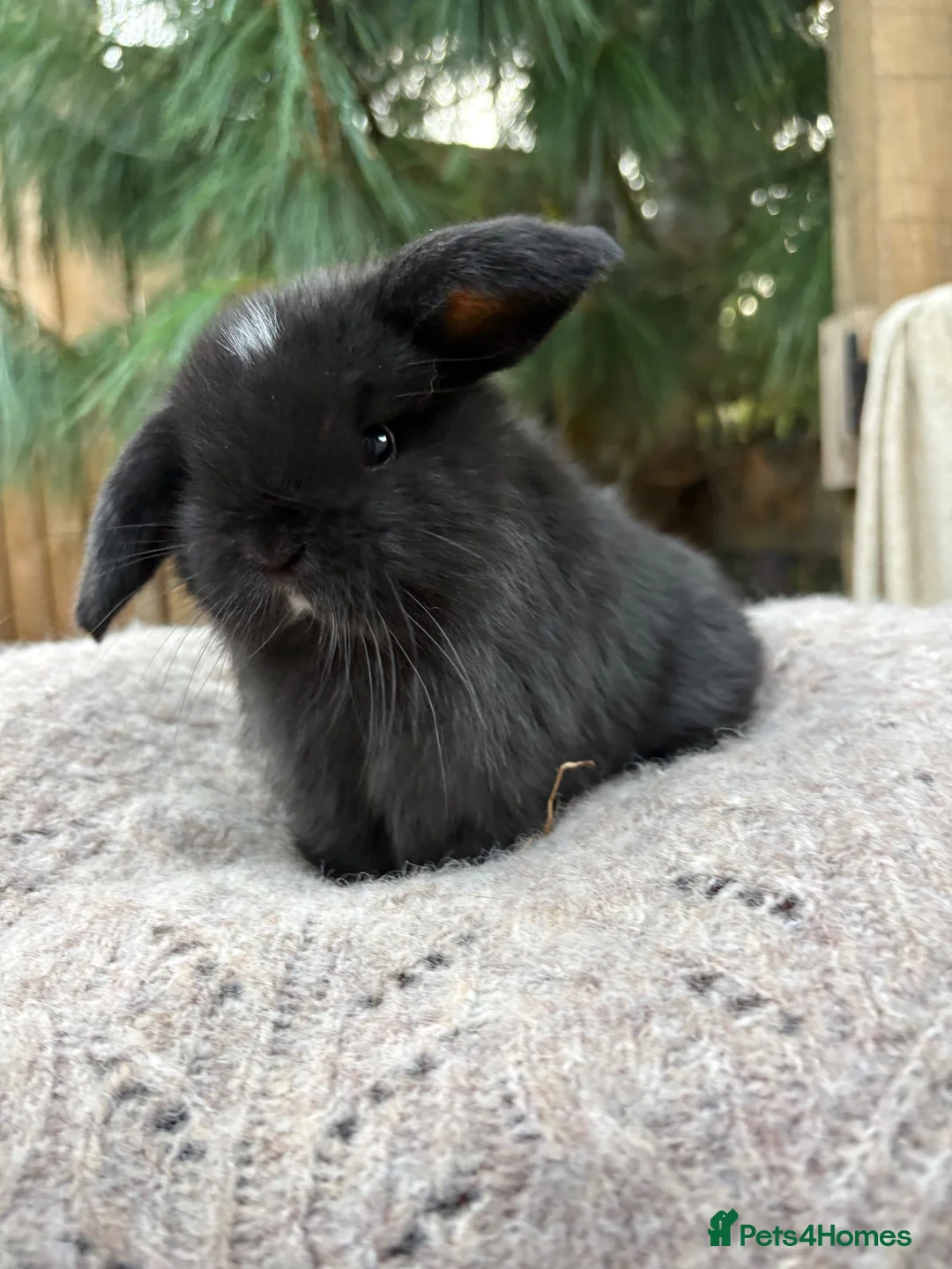 Mini Lop rabbits for sale: Vaccinated pure bred Holland lops   - Advert 8