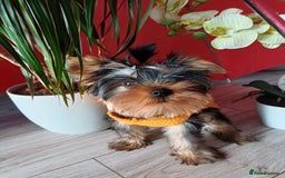Yorkshire Terrier dogs for sale: Peace of Happiness!!! - Image 28