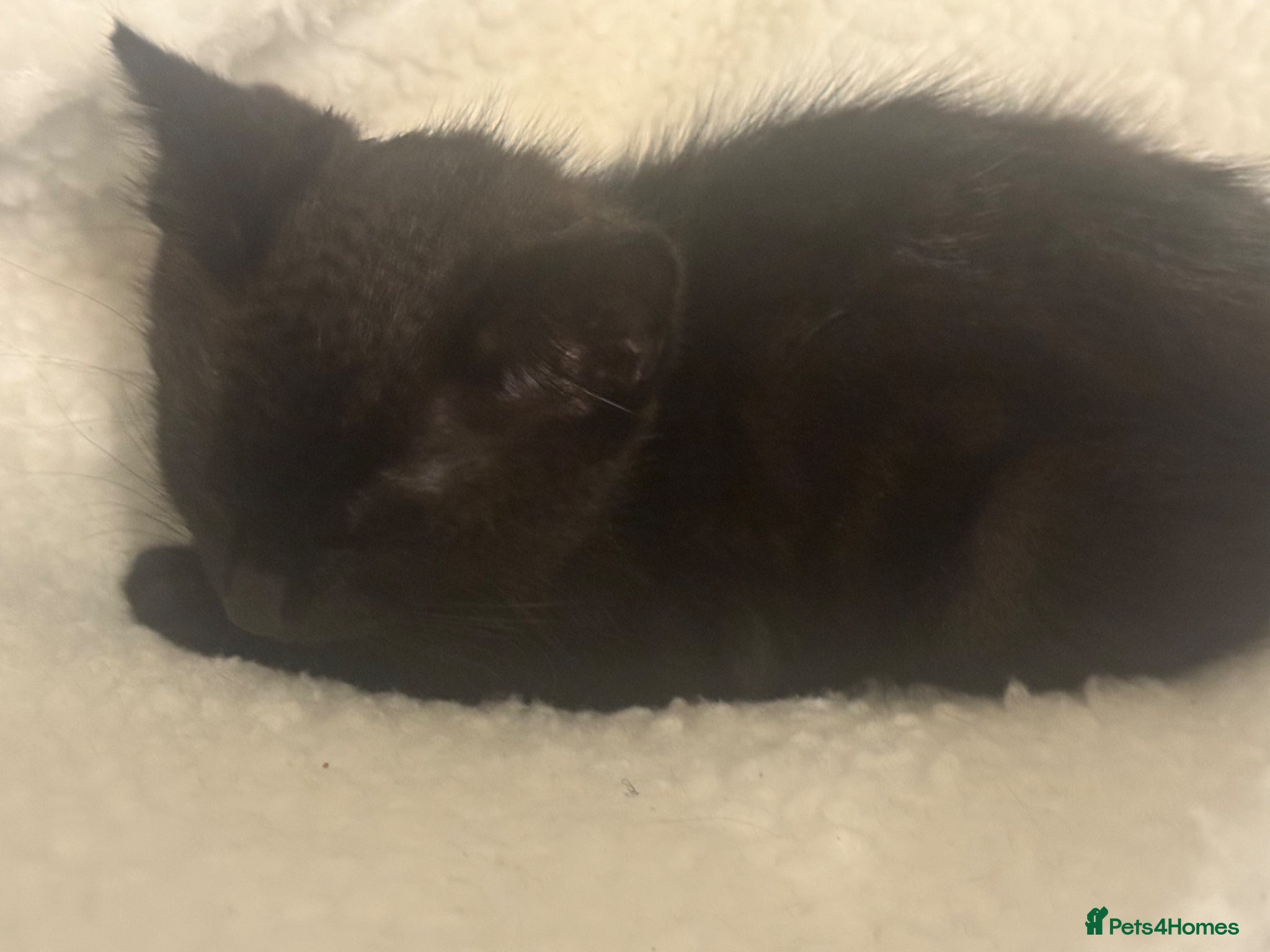 Mixed Breed cats for sale: 4 kittens For sale | £30 read description please  in Bolton - Advert 8