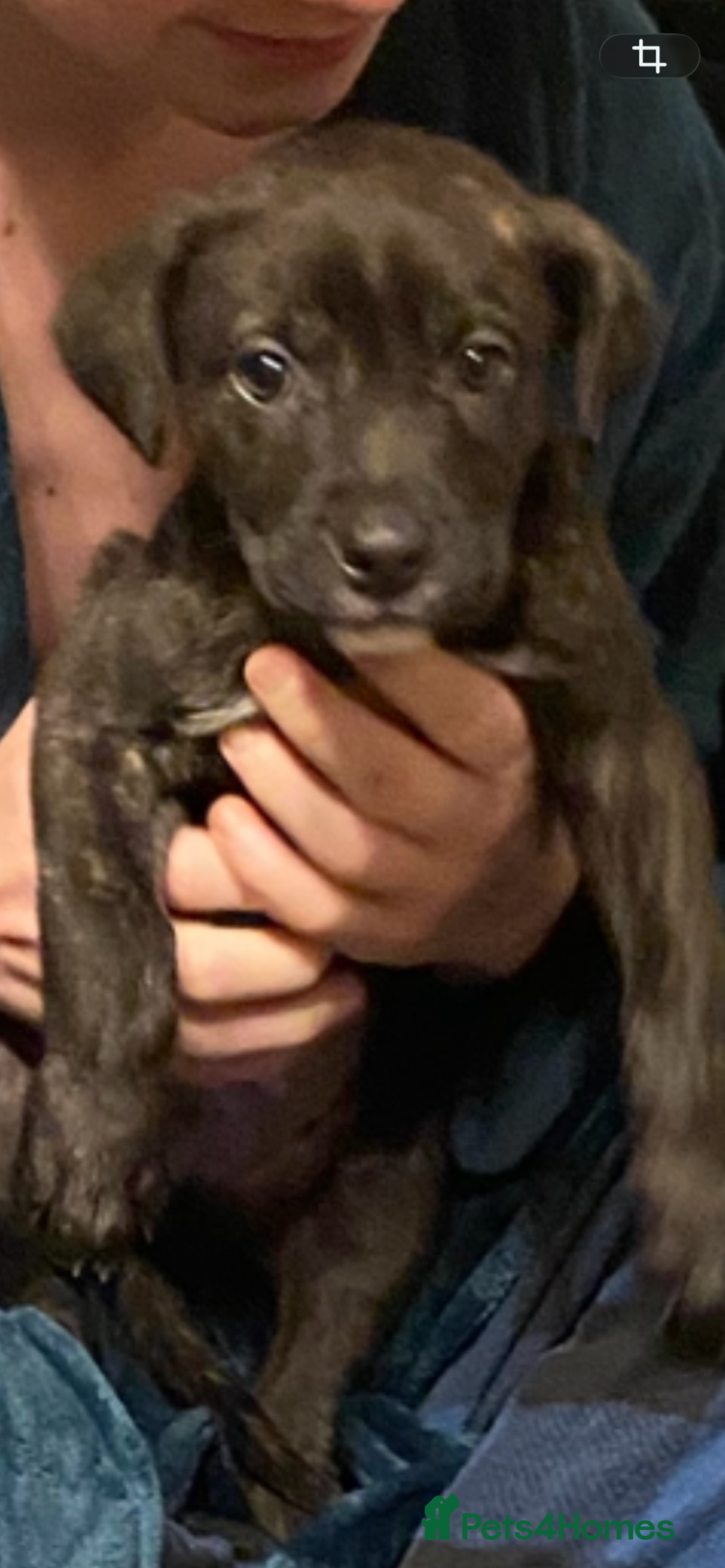 Mixed Breed dogs for sale: Puppy - Advert 2