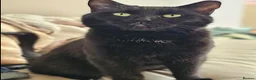 Mixed Breed cats for adoption: Beautiful loving Black Cat in Rochester - Advert 2