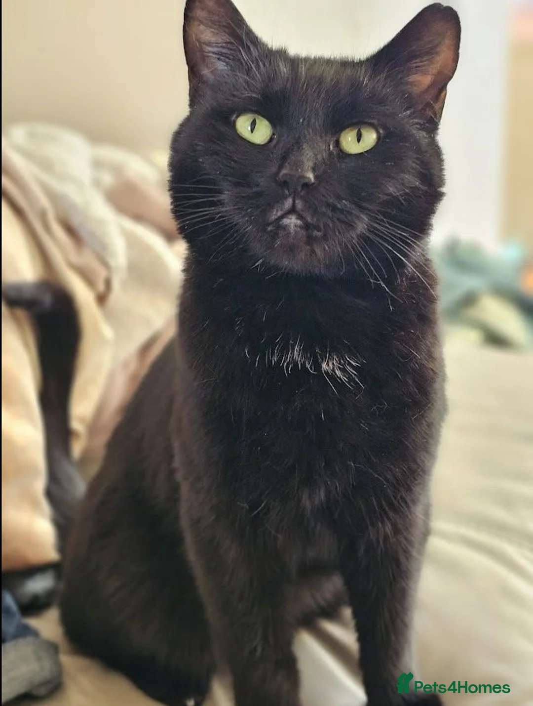 Mixed Breed cats for adoption: Beautiful loving Black Cat in Rochester - Advert 2