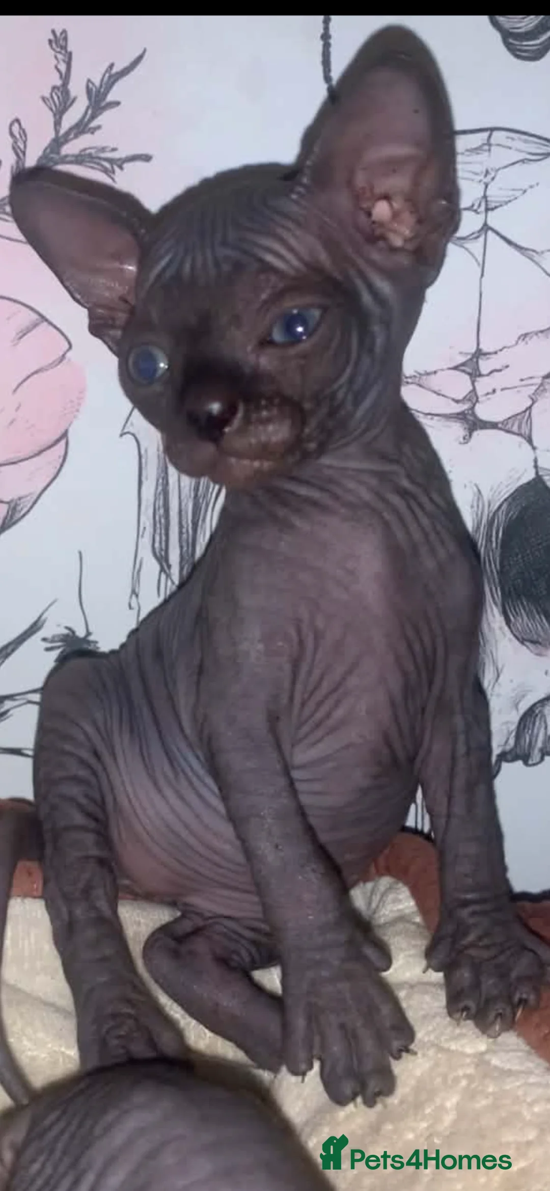 Sphynx cats for sale: Beautiful sphynx kittens  in Blackburn - Advert 2