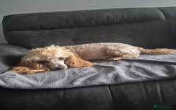 Maltipoo dogs for sale: Maltipoo puppies ready in 8 weeks  - Image 3