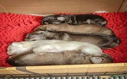 Miniature Schnauzer dogs for sale: Miniature Schnauzer Puppies - Image 5