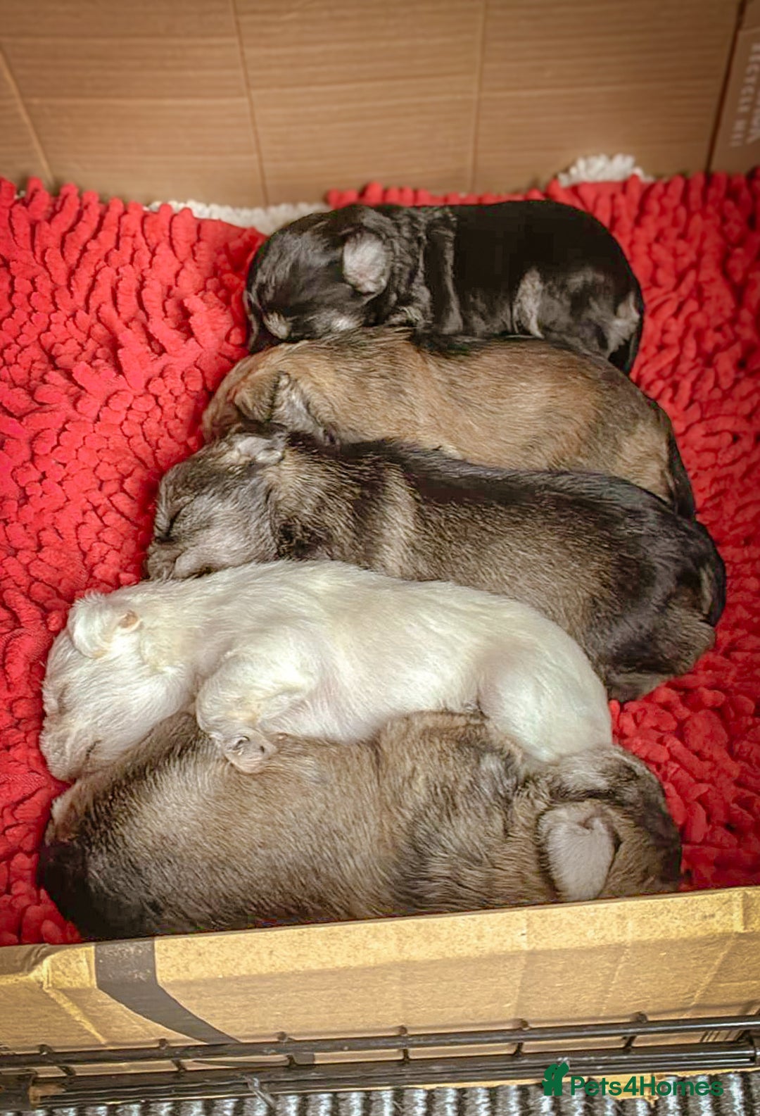 Miniature Schnauzer dogs for sale: Miniature Schnauzer Puppies - Image 5