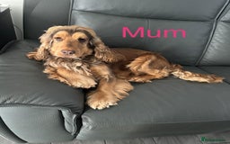 Cocker Spaniel dogs for sale: Superb show type cocker spaniel puppies.  - Image 10