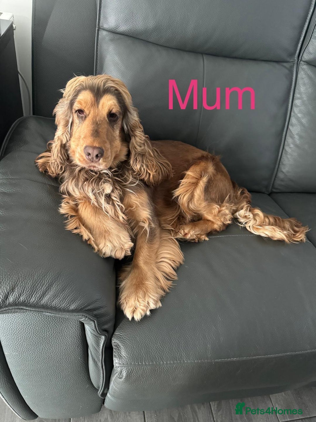 Cocker Spaniel dogs for sale: Superb show type cocker spaniel puppies.  - Image 10