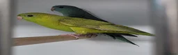 Parakeets birds for sale: Lineolated Parakeet breeding pairs for sale - Advert 1