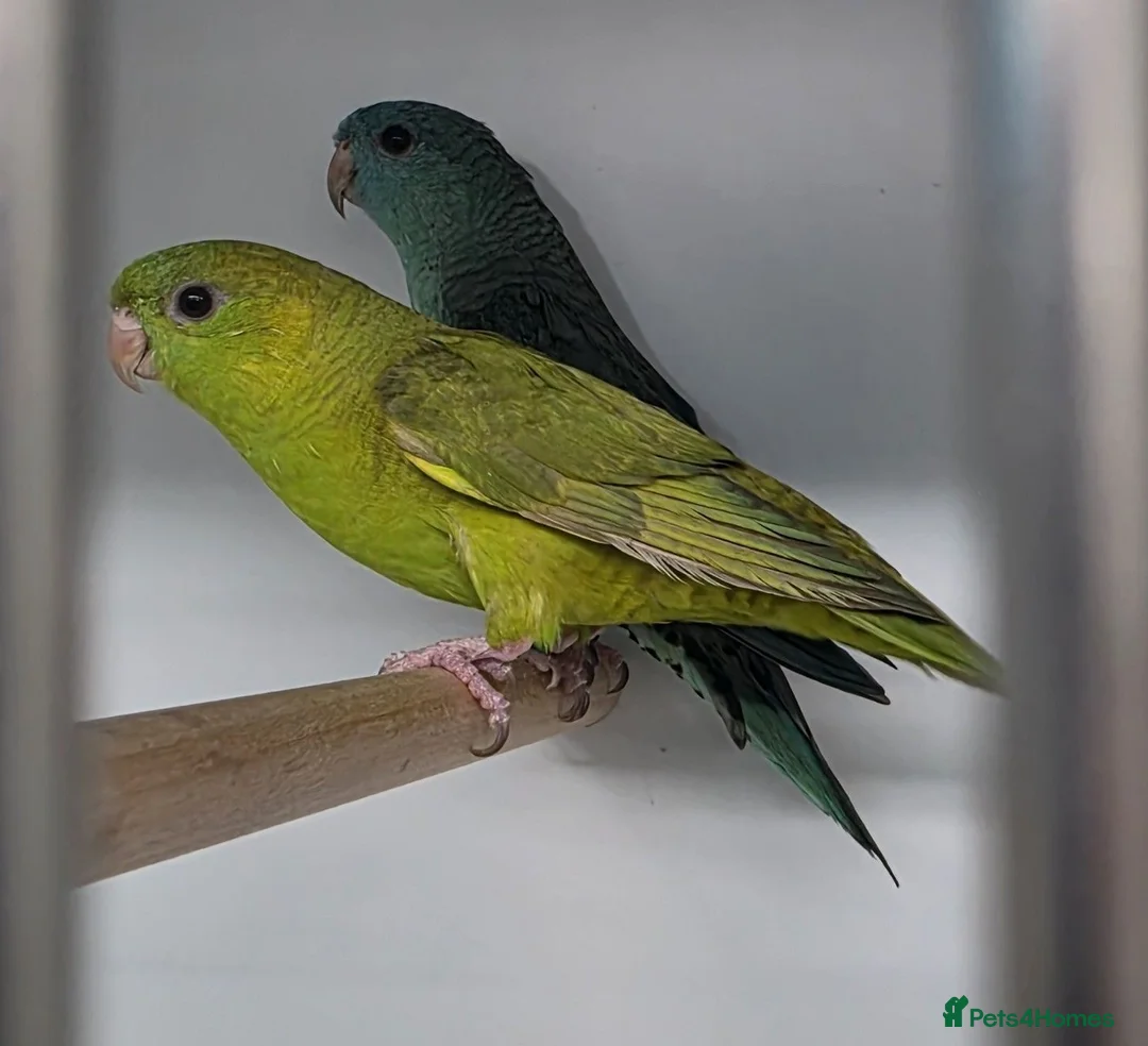 Parakeets birds for sale: Lineolated Parakeet breeding pairs for sale - Advert 1