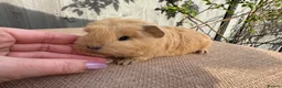 Guinea Pig rodents for sale: Beautiful boars  - Advert 9