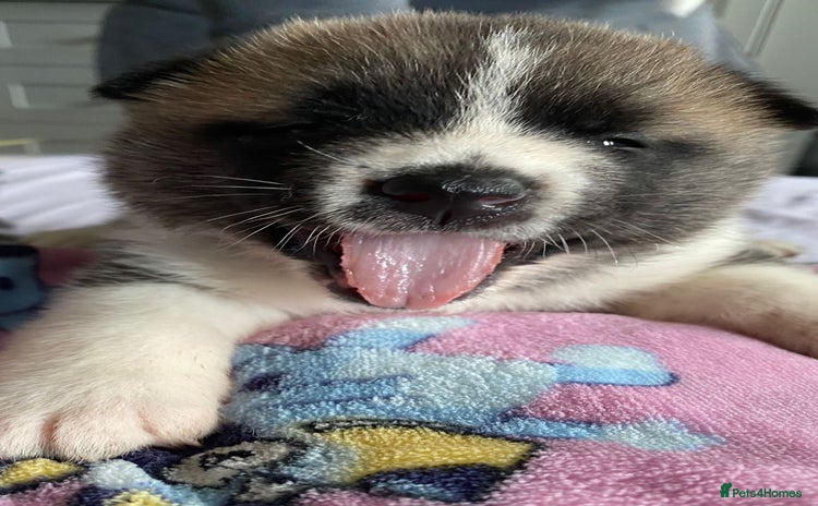 Akita dogs - Advert 3