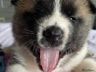 Akita dogs - Advert 1