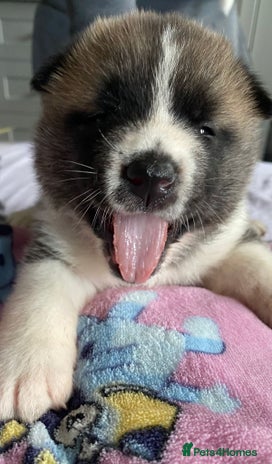 Akita dogs - Advert 1