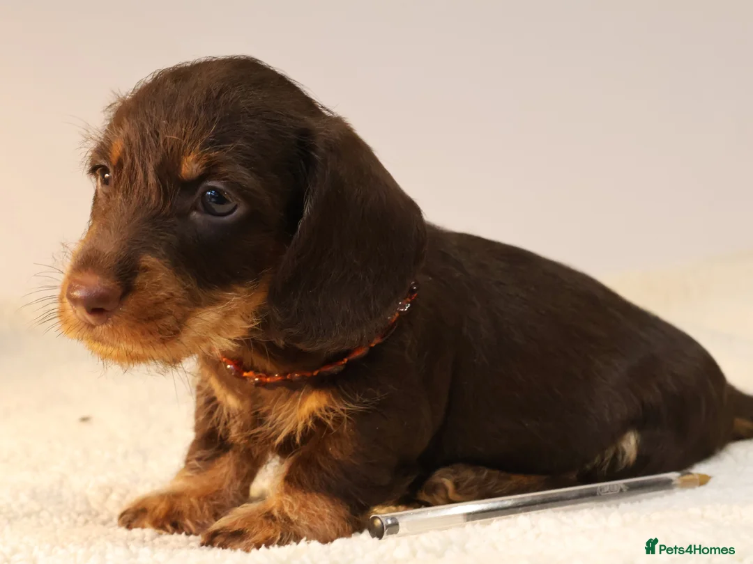 Miniature Dachshund dogs for sale: Choco+Wirehaired+5*Licensed+Kc+Praclear+Vetchecked - Advert 31