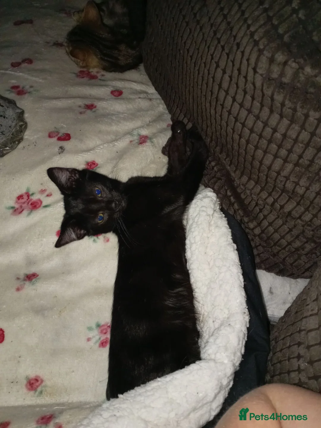Mixed Breed cats for sale: Little beautfull boy  in Ossett - Advert 1