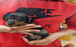 Miniature Dachshund dogs for sale: KC Registered Miniature Dachshund Puppies - Image 9