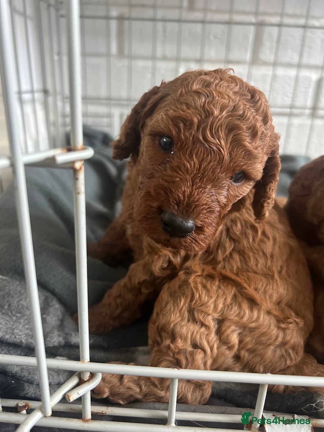 Cockapoo dogs for sale: Cockapoo babies  - Image 8