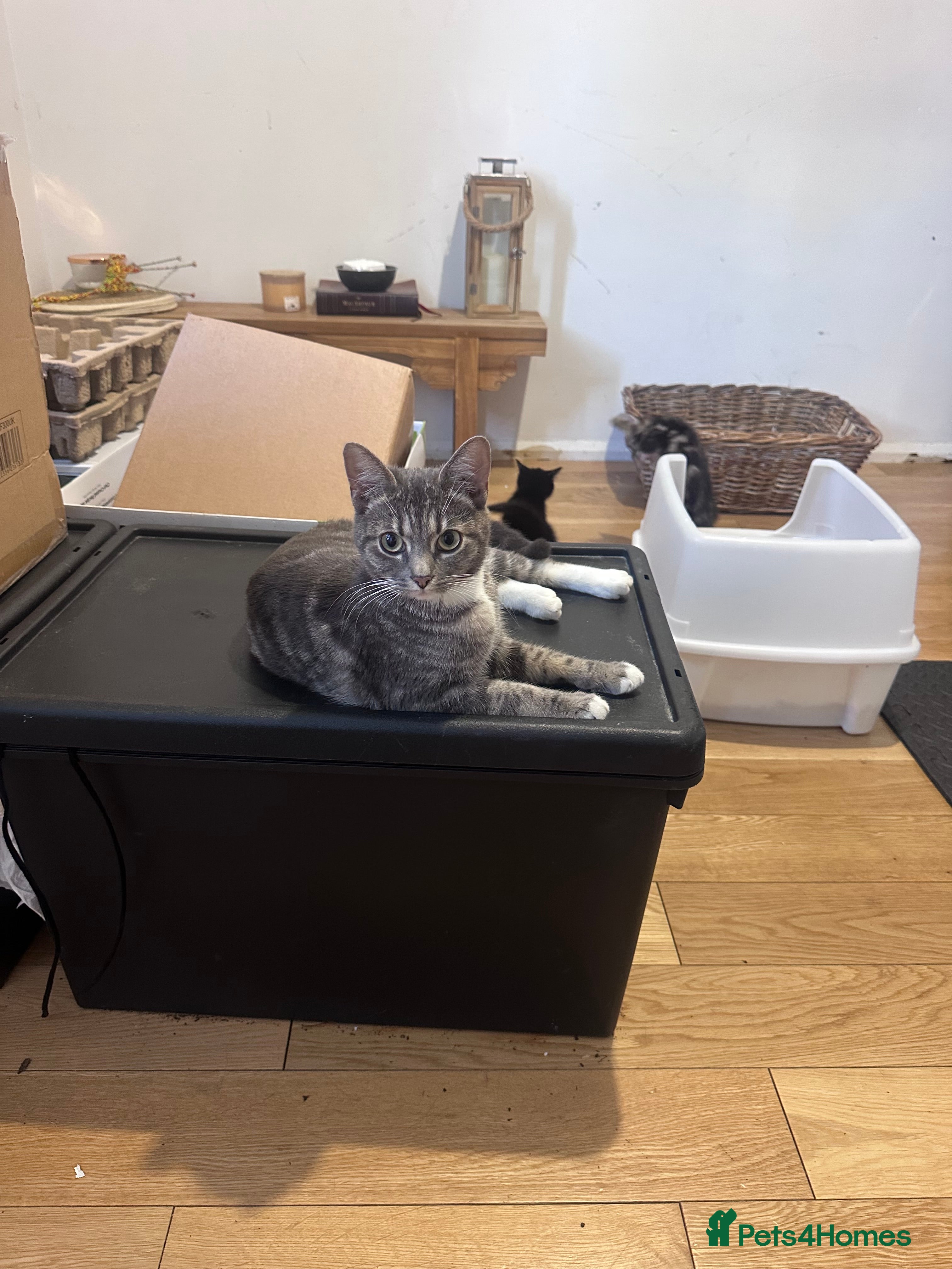 Mixed Breed cats 4 x Super Cute Male Kittens  - Advert 1