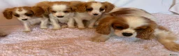 Cavalier King Charles Spaniel dogs for sale: Beautiful King Charles puppys in Stafford - Advert 5