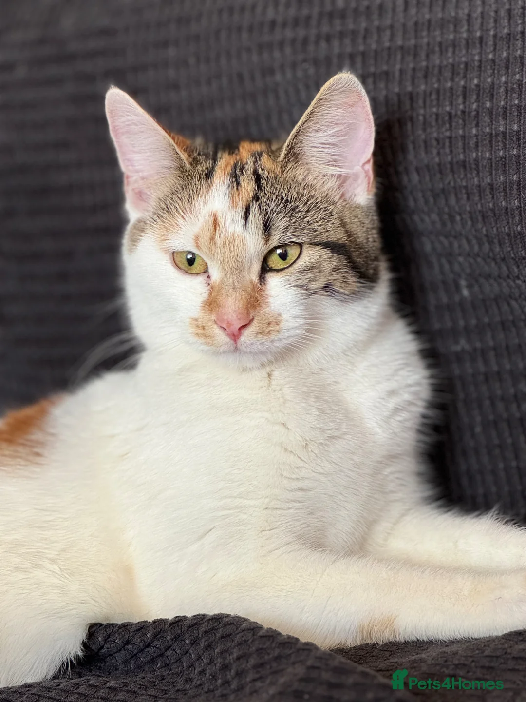 Domestic Shorthair cats for sale: Adorable kittens looking for loving homes 🐱 - Advert 2