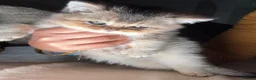 Scottish Fold cats for sale: Scottish fold and British shorthair kittens - Advert 6