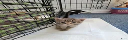 Mixed Breed cats for sale: kittens for sale  - Advert 12