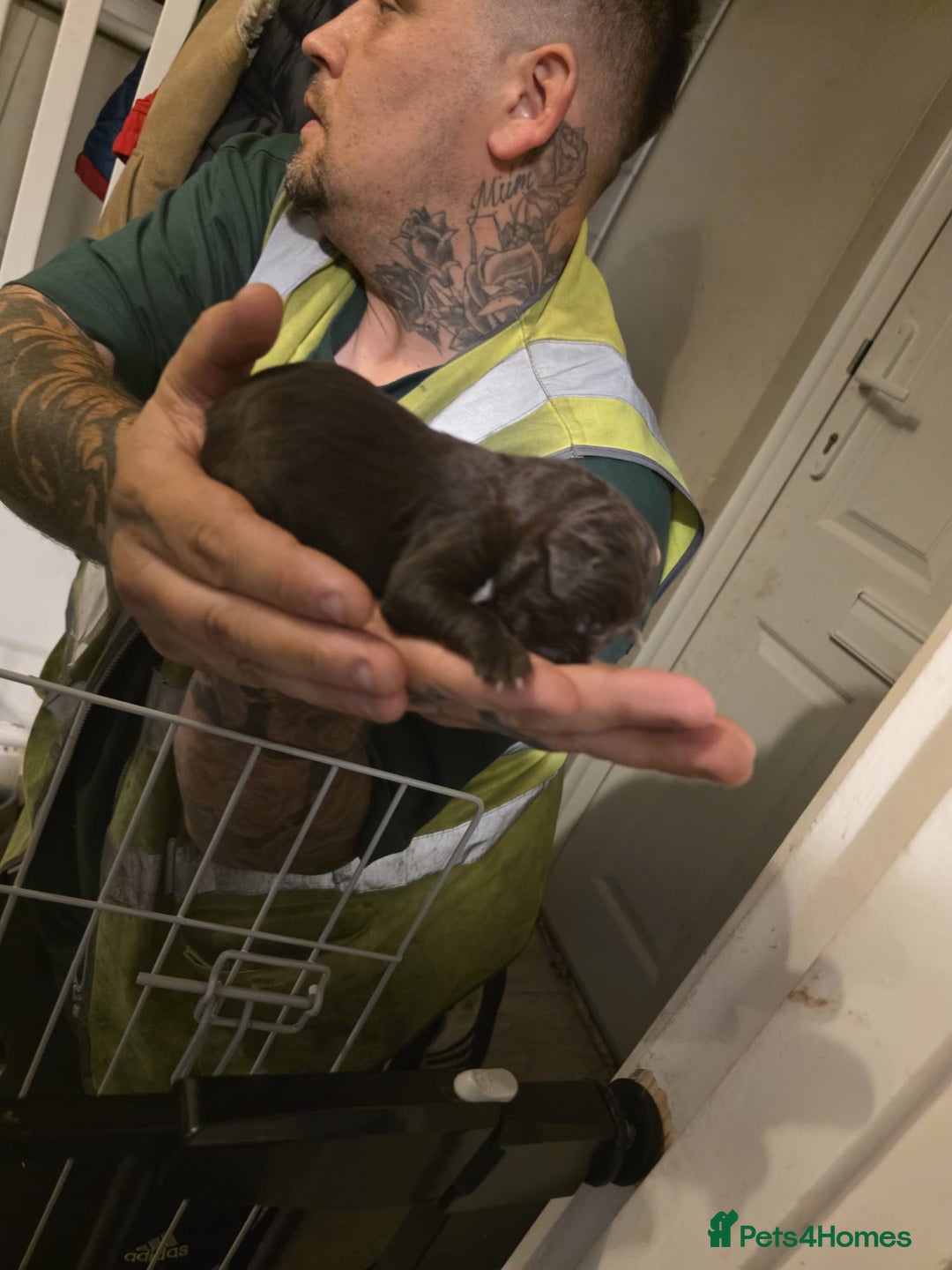 Cane Corso dogs for sale: Cane corso pups - Image 12