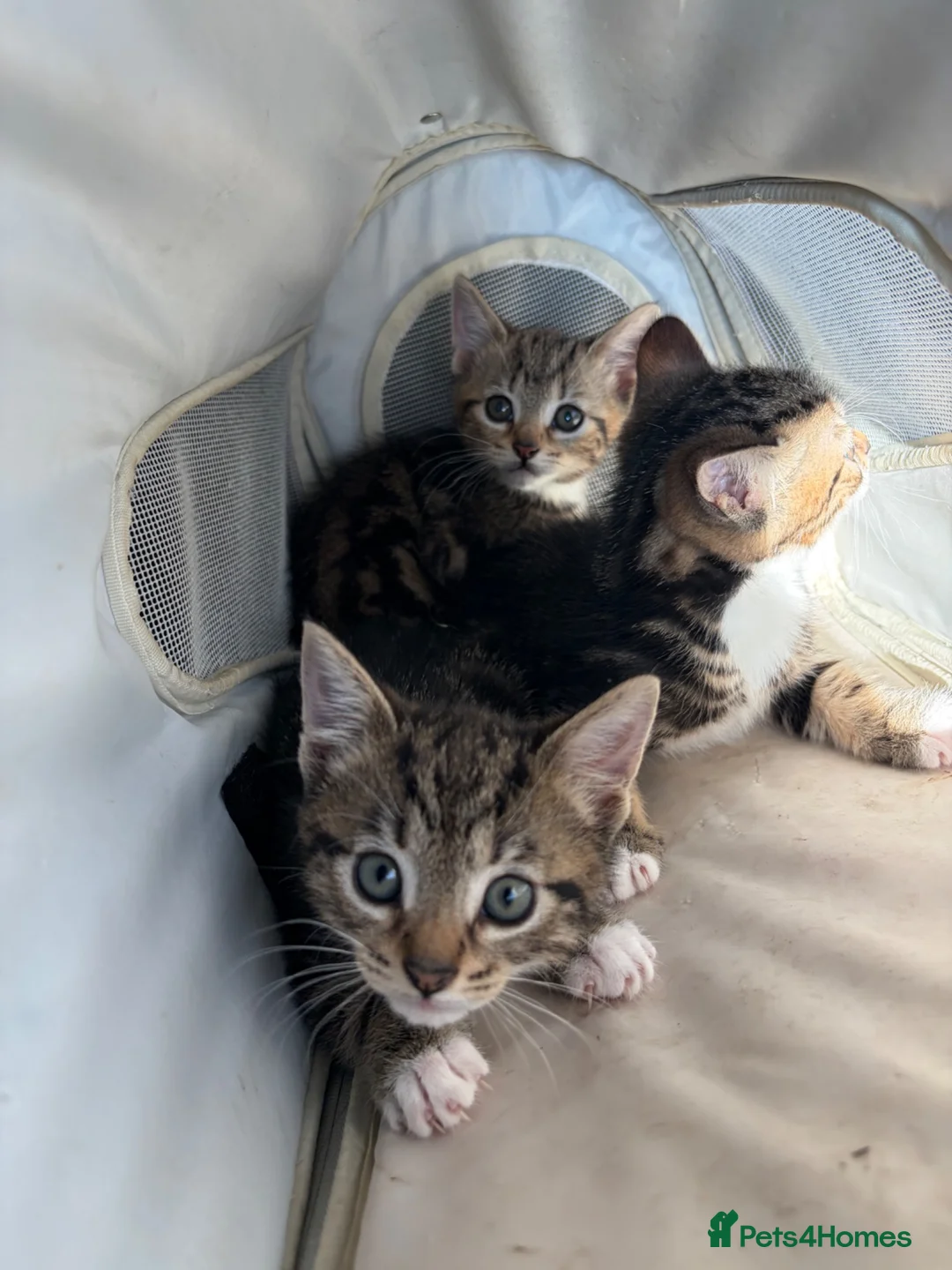 Mixed Breed cats for sale: 3 gorgeous tabbies  - Advert 2
