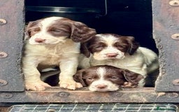 English Springer Spaniel dogs for sale: GAMEKEEPER BRED SPRINGER SPANIEL PUPS - Image 1