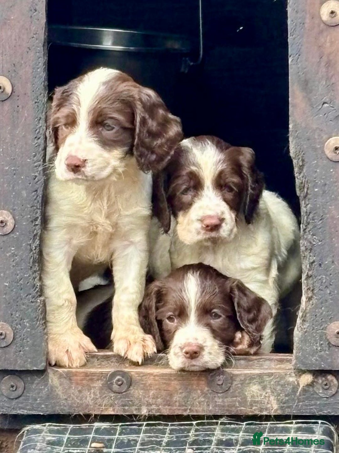 English Springer Spaniel dogs for sale: GAMEKEEPER BRED SPRINGER SPANIEL PUPS - Image 1