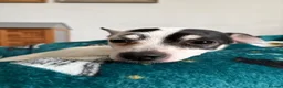 Jack Chi dogs for sale: ‘Milo’ 4 year old JackChi - Advert 4