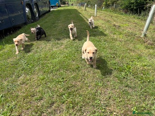 Labrador Retriever dogs - Advert 7