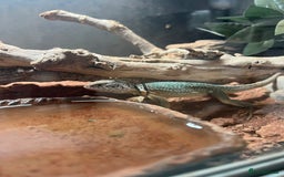Lizard reptiles for sale: Beautiful collared lizard for sale  - Image 2