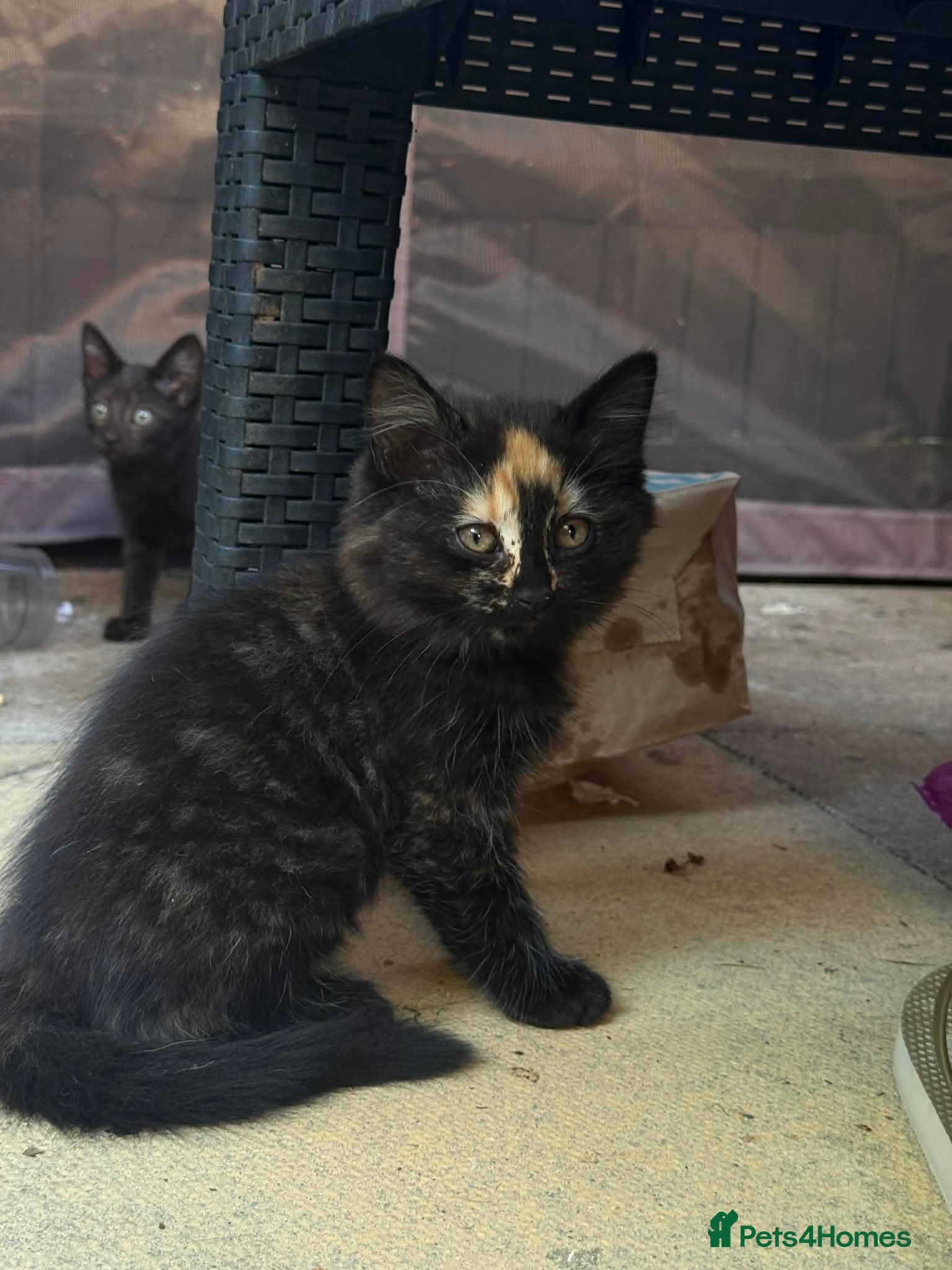 Mixed Breed cats Bengal cross kittens - Advert 2