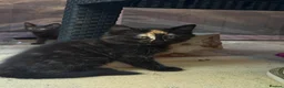 Mixed Breed cats for sale: Bengal cross kittens - Advert 4